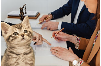 Boşanmada 10 bin TL'lik kedi nafakası kararı