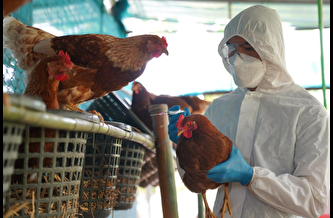 Kuş gribi mutasyona uğrarsa Covid'i mumla aratır