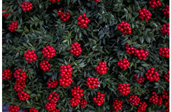 50 milyon TL’lik kokina bereketi