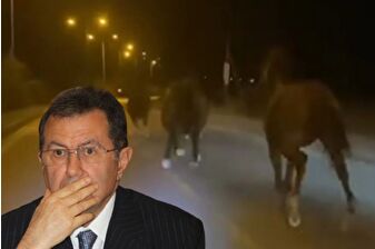 Mehmet Emin Karamehmet'in yarış atları çiftlikten kaçtı 