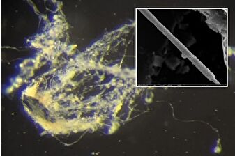 Bilim insanları, Ca Electrothrix yaqonensis adında elektrik iletebilen yeni bir bakteri keşfetti