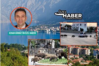 Muğla Valiliği yerleşim alanlarına inen yaban domuzlarıyla mücadele için eylem planı açıkladı