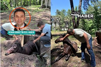 Marmaris'te yılkı atını kurtarma operasyonu
