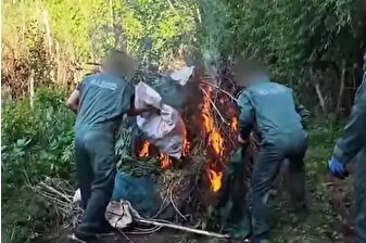 Hevsel Bahçeleri'nde 30 bin kök Hint keneviri ele geçirildi