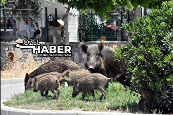 Ege’de turizm merkezlerinde yaban domuzları ile mücadele kararı: Sürek avı düzenlenecek