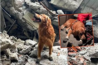 Kahramanmaraş depreminde 18 kişinin hayatını kurtaran kahraman köpek Killian yaşamını yitirdi