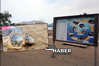 İztuzu Plajı'nda Caretta Esin'e hayat veren dokunuş