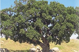 Çevre Bakanlığı, Anadolu’nun binlerce yıllık anıt ağaçlarını devlet korumasına aldı