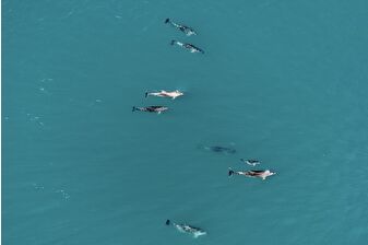 Karadeniz'de sürü halinde dolaşan yunuslar dronla görüntülendi