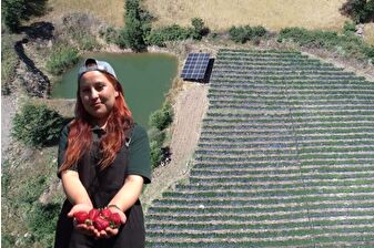 21 yaşındaki Özlem, organik çilek patronu oldu