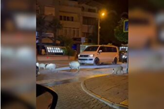 Marmaris’te yaban domuzu ailesine trafikte öncelik verdiler