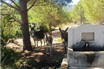 Datça’daki yaban eşekleri doğaya salındı