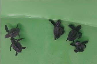 İztuzu Sahili'nde 350 caretta caretta yavrusu denizle buluştu