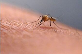 Çin'in Foşan kentinde sivrisinek kaynaklı virüsün bulaştığı kişi sayısı iki haftada 4 bini geçti