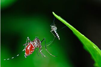 Avrupa coğrafyasında baskın olmaya başlayan istilacı sivrisinek türü Chikungunya, Türkiye için de tehdit