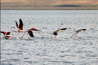 Flamingoların Van Gölü dansı