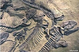Çin'de yeni bir dinozor türüne ait fosil bulundu