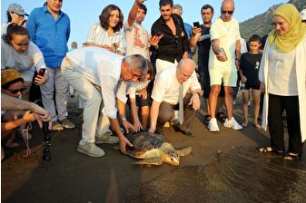 Uydu cihazıyla izlenen caretta caretta 'Tuba' ikinci dünya turuna salındı