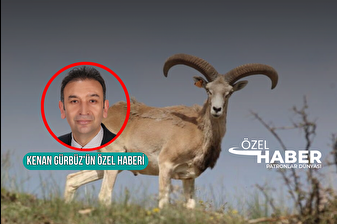 Tarım ve Orman Bakanlığı 22 ilde av turizmi için ihale açtı,  Muğla'da KDV hariç 480 bin TL ödeyen yaban keçisi avlayabilecek