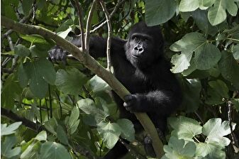 Goril yavrusu 'Zeytin' Nijerya yolculuğuna hazır
