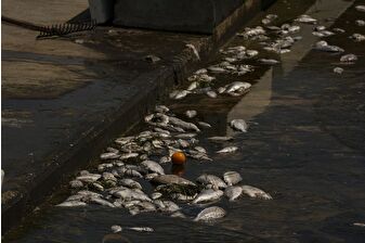İzmir Körfezi'nde balık ölümleri yeniden başladı