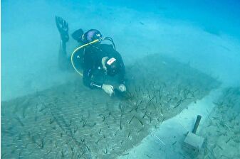 Mavi Nefes Projesi'nde 2 bin yaşında deniz çayırı keşfedildi 