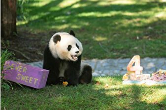 Qing Bao 4 yaşında: Panda dostu pasta ve oyuncaklarla Washington’da doğum günü coşkusu
