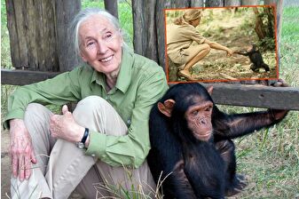 Dünyaca ünlü İngiliz primatolog Jane Goodall 91 yaşında hayatını kaybetti