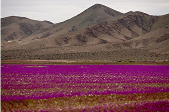 Dünyanın en kurak çölü olan Atacama Çölü'nde çiçek açtı