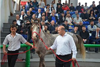 TİGEM'in açık artırmasında şampiyon adayı Arap tayı Torlak 5 milyon 250 bin TL'ye satıldı