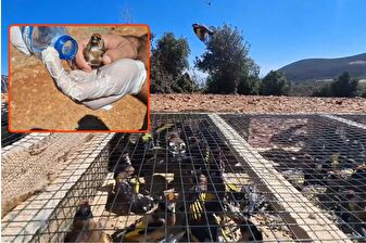Yurt dışına kaçırılmak istenirken ele geçirilen 1431 saka kuşu özgürlüğe uçtu