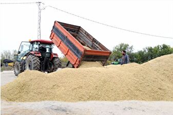 "Türkiye'nin çeltik ambarı" mesaisi Trakya'da tamamlandı