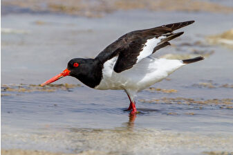 Poyraz kuşu Türkiye’den Eritre’ye uzanan 8 ülkelik göç yolculuğunda uydu vericiyle izlendi