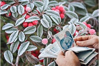 Zirai dondan etkilenen üreticilere 6,5 milyar liralık yeni destek ödemesi