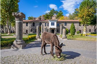 Müzenin bahçesinde koruma altına alınan sıpa Midas ilgi odağı oldu