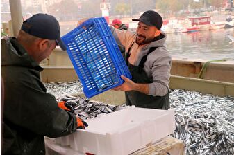 Hamsi ve sardalya bolluğu balıkçıların yüzünü güldürdü