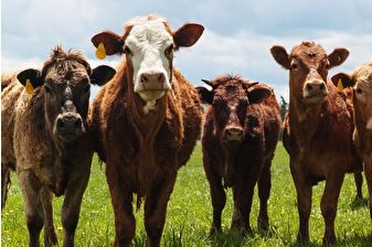 Tarım ve Orman Bakanlığından şap hastalığı açıklaması