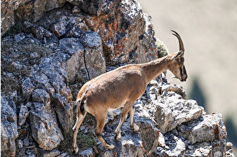Seydişehir’de yasa dışı avlanan üç kişiye 2 yaban keçisini öldürdükleri için 1 milyon 901 bin lira ceza kesildi