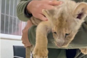 Yasa dışı yolla getirilen Afrika aslanı yavrusuna el konuldu