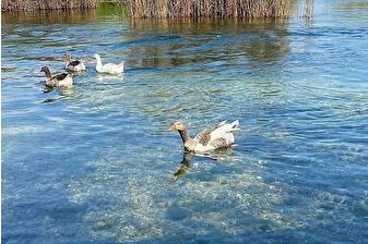 Akyaka’da çok sayıda kaz ve ördek ölü bulundu, yetkililer harekete geçti