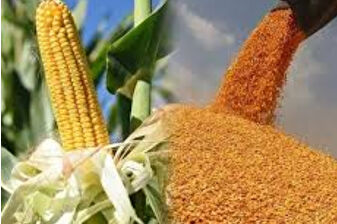 Arpa ve mısır ithalatında tarife kontenjanları 1 milyon ton olarak yeniden belirlendi