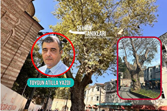 İstanbul'un kalbinde, bağrına taş basan çınarın hikayesi