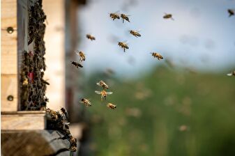 Arıların ışık sinyalinin süresine göre karar verebildiği tespit edildi