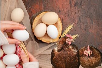 Eylülde yıllık bazda tavuk eti üretimi arttı, tavuk yumurtası üretimi ise azaldı