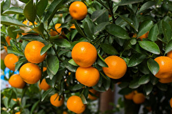 Türkiye'nin 10 aylık mandalina ihracatı 375 milyon dolara yükseldi