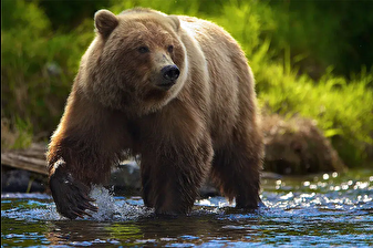 Kanada'da ayı saldırısında 2'si ağır 11 kişi yaralandı