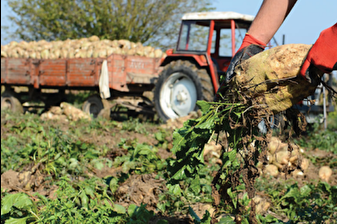 Şekerde 2026-2027 dönemi kotaları belirlendi
