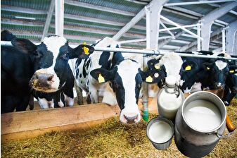 Türkiye'nin çiğ süt üretimi arttı, yıl sonu rakamın 23 milyon 500 bin tonun üzerinde olması bekleniyor
