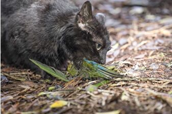 Yeni Zelanda, yabani kedileri öldürülmesi planlanan türler listesine aldı