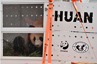 Dünyaca ünlü dev pandalar Huan Huan ve Yuan Zi, Paris'ten Çin’e gönderildi